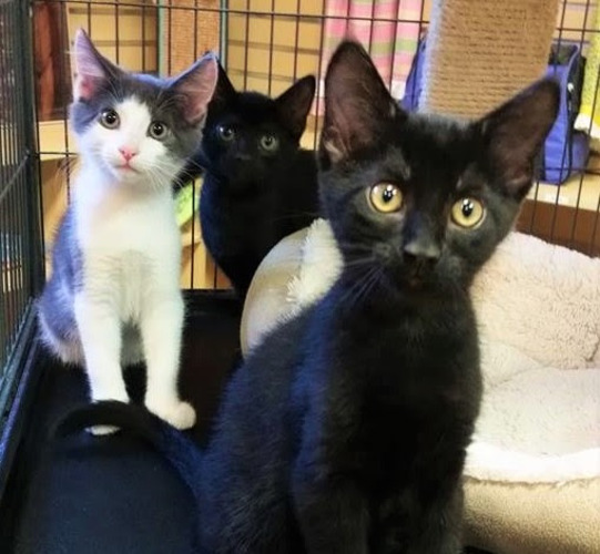 SAINT Rescue Adoption Center Open House