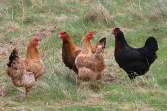Backyard Chicken Workshop